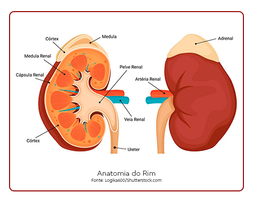 [SF]-Anatomia-rim