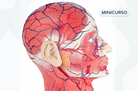 Anatomia-Cabeça-pescoço